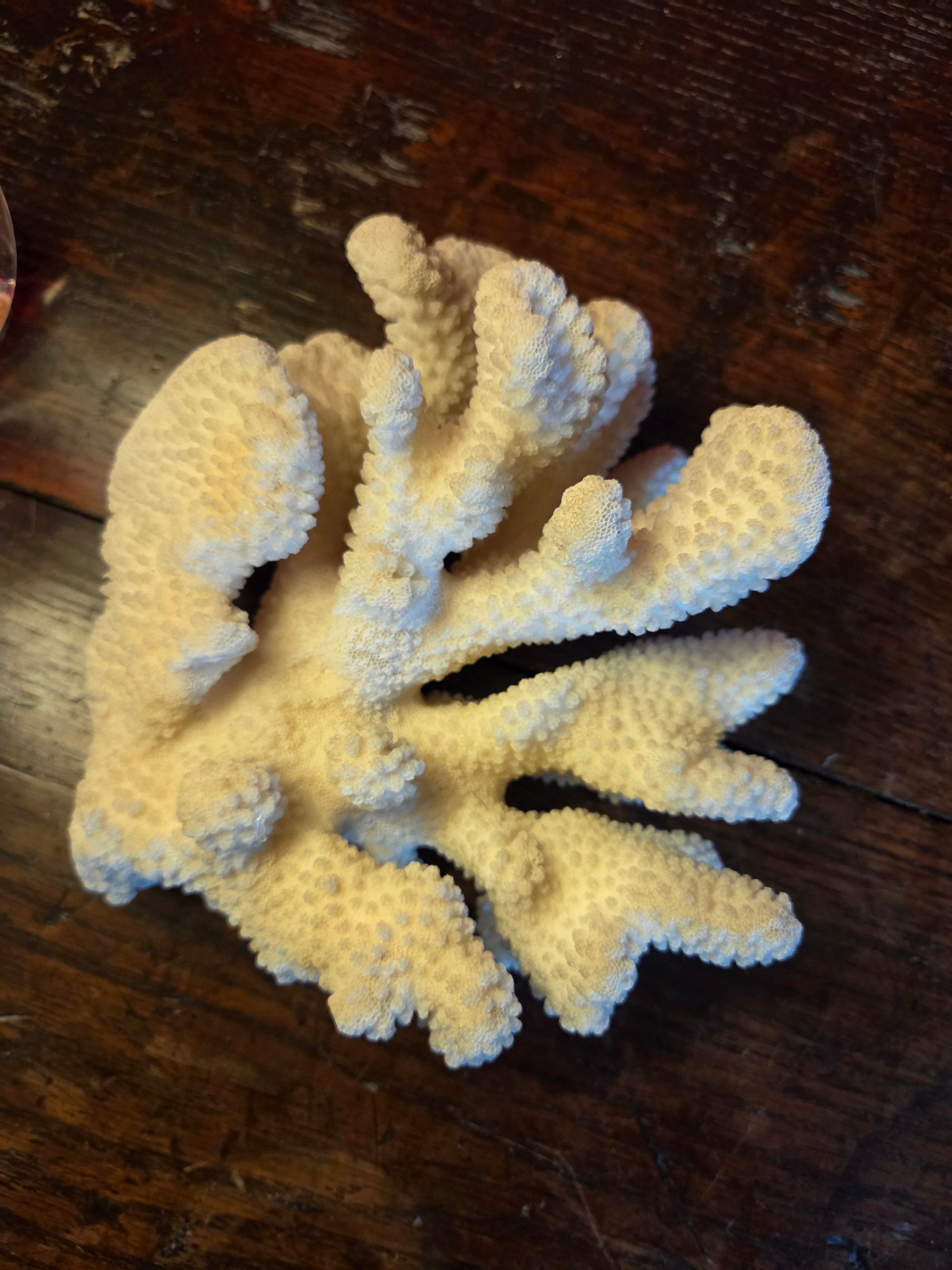 Coral Display Specimen