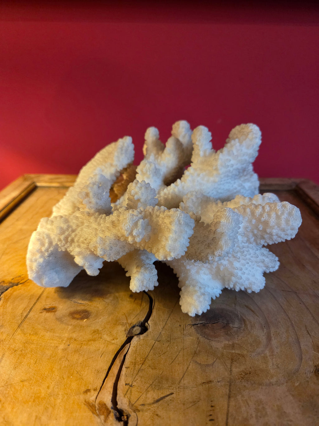 Coral Display Specimen