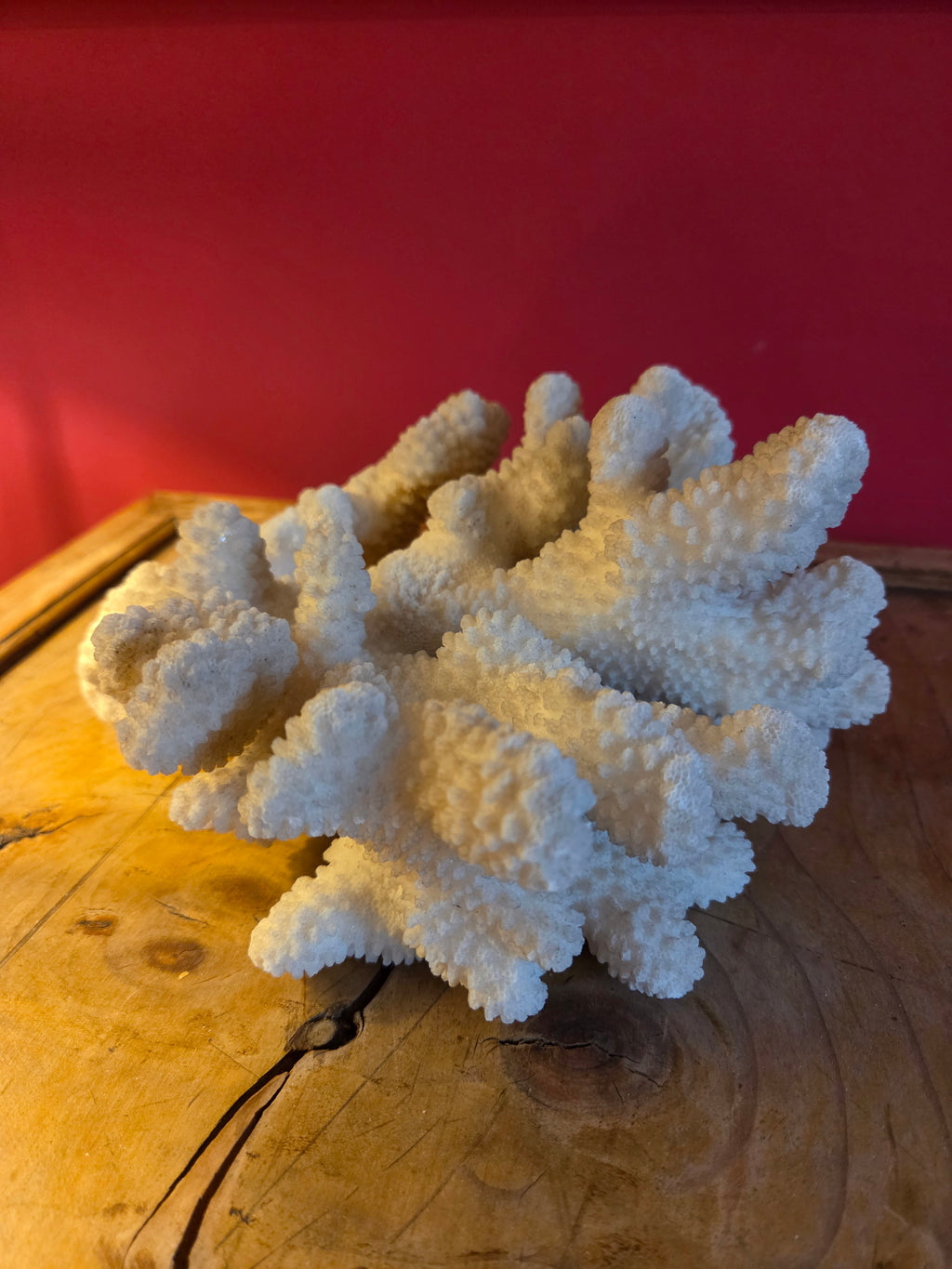 Coral Display Specimen