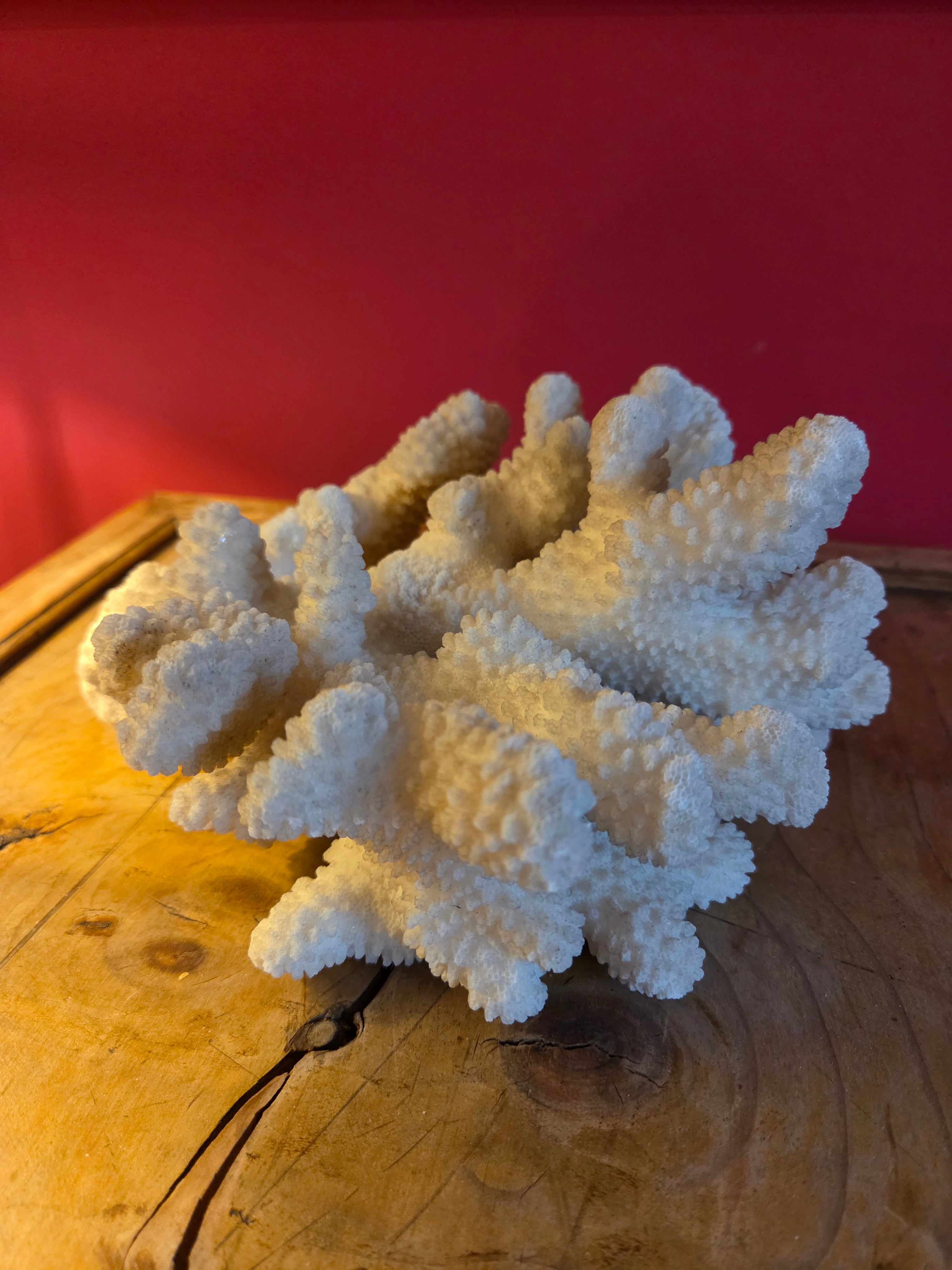Coral Display Specimen