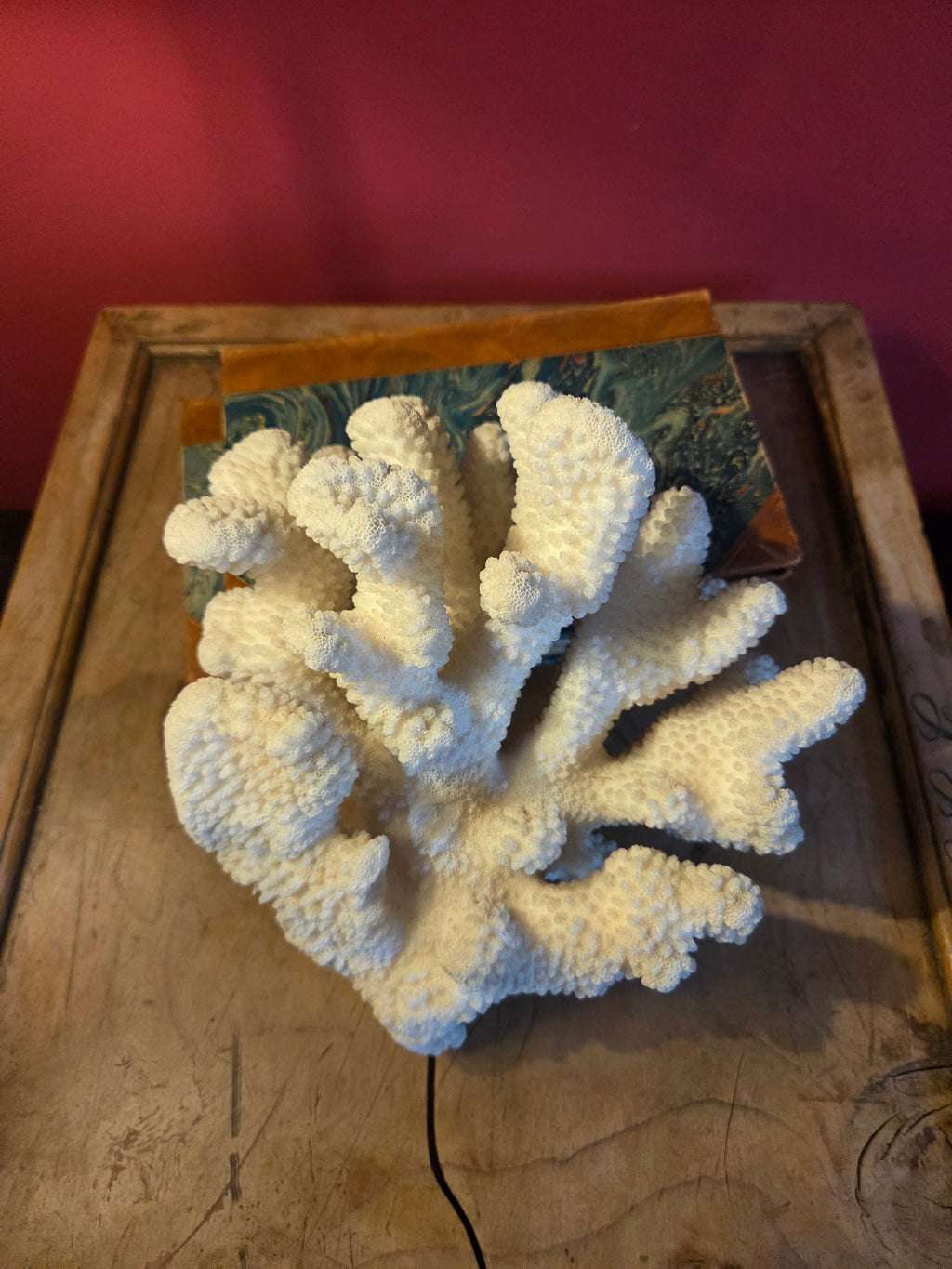Coral Display Specimen