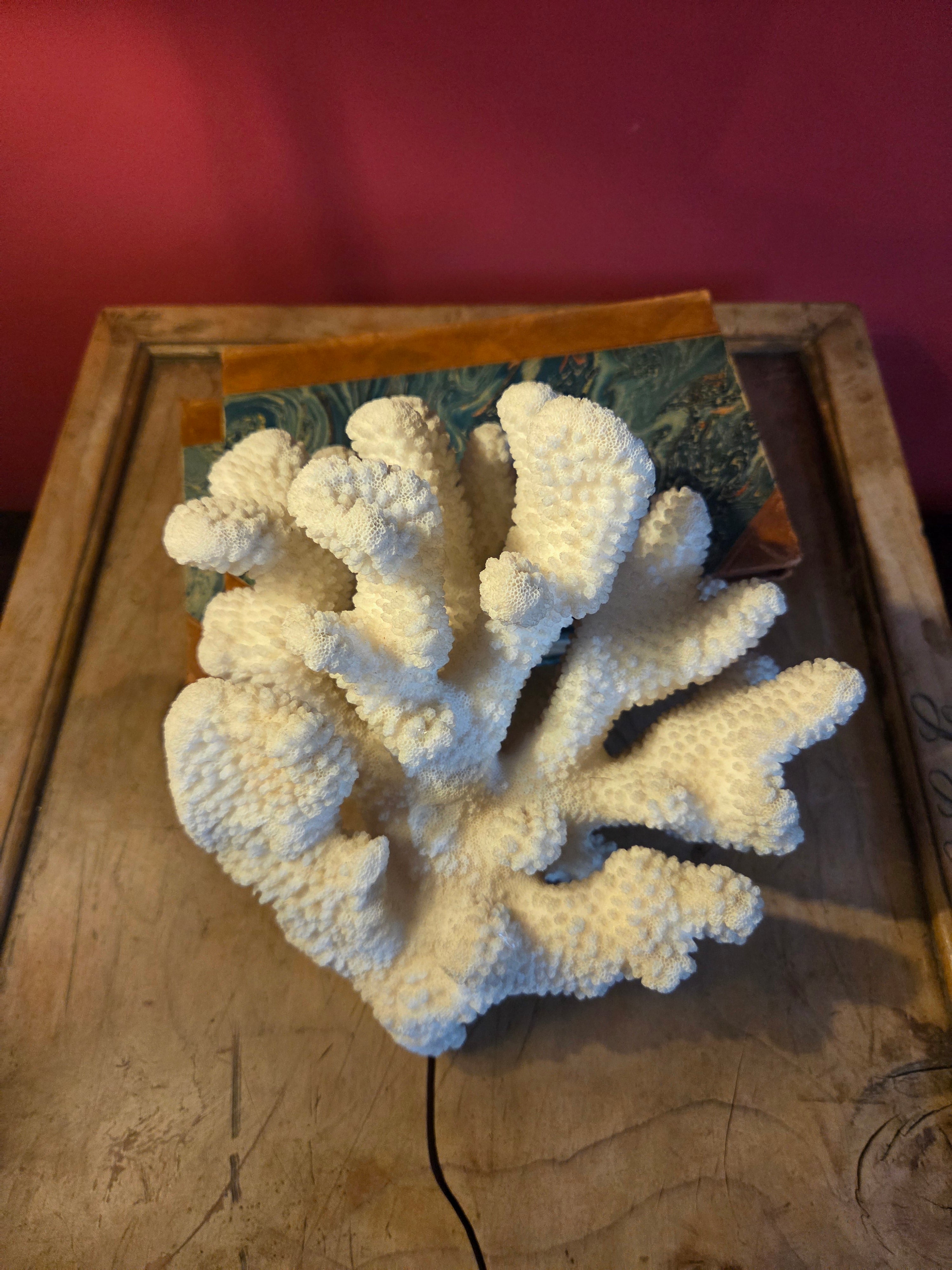 Coral Display Specimen
