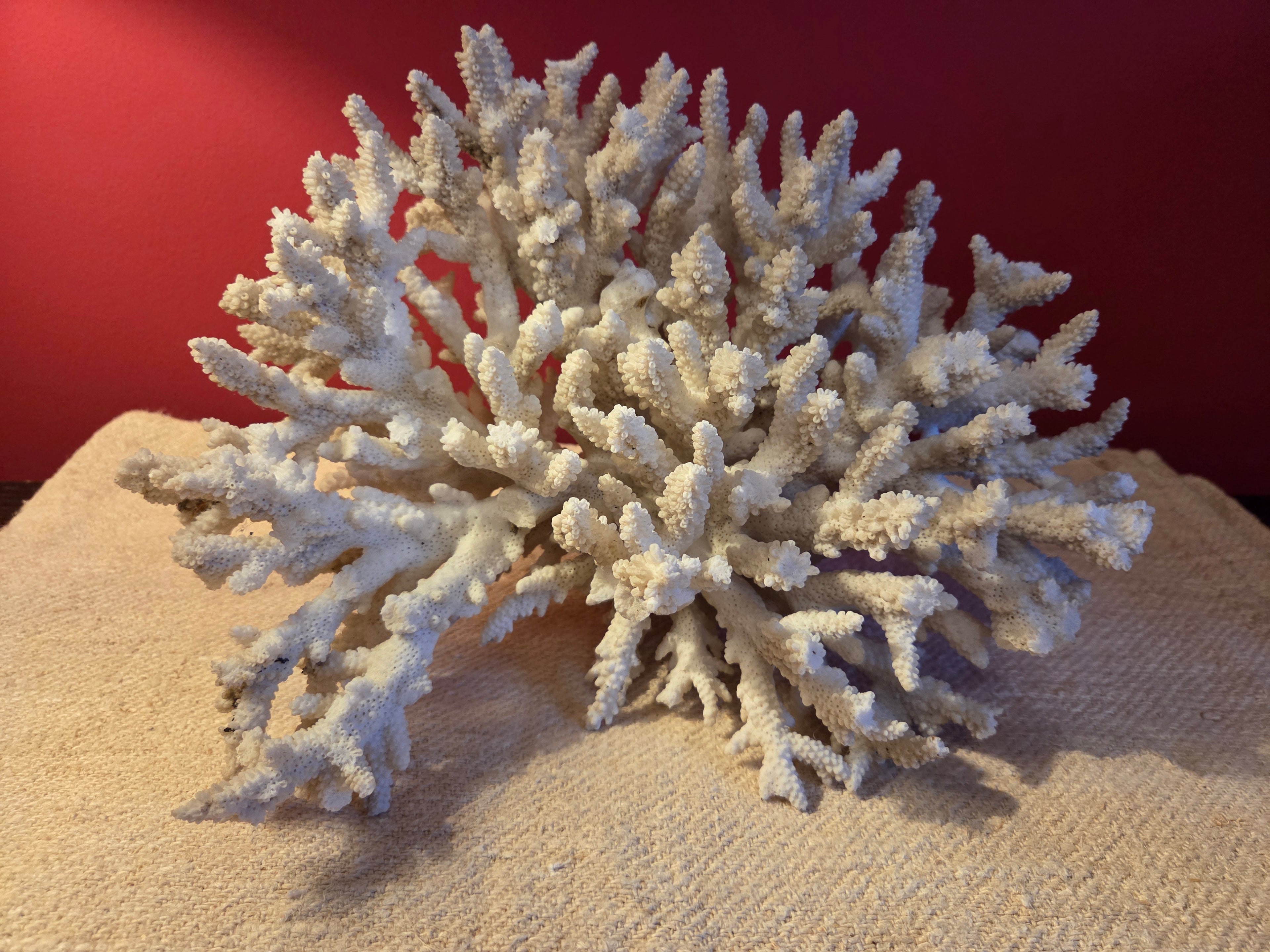 Large Vintage Coral