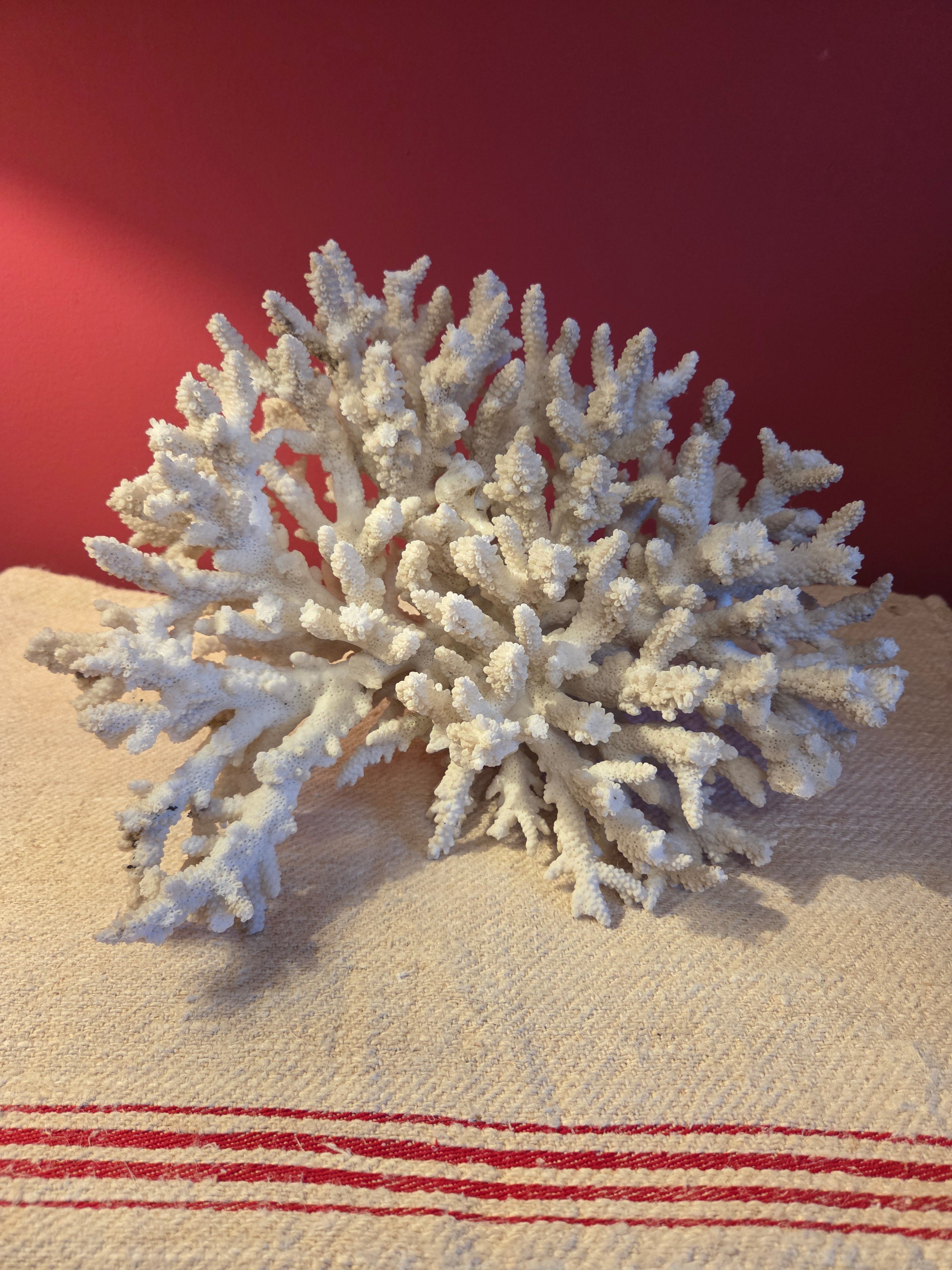 Large Vintage Coral