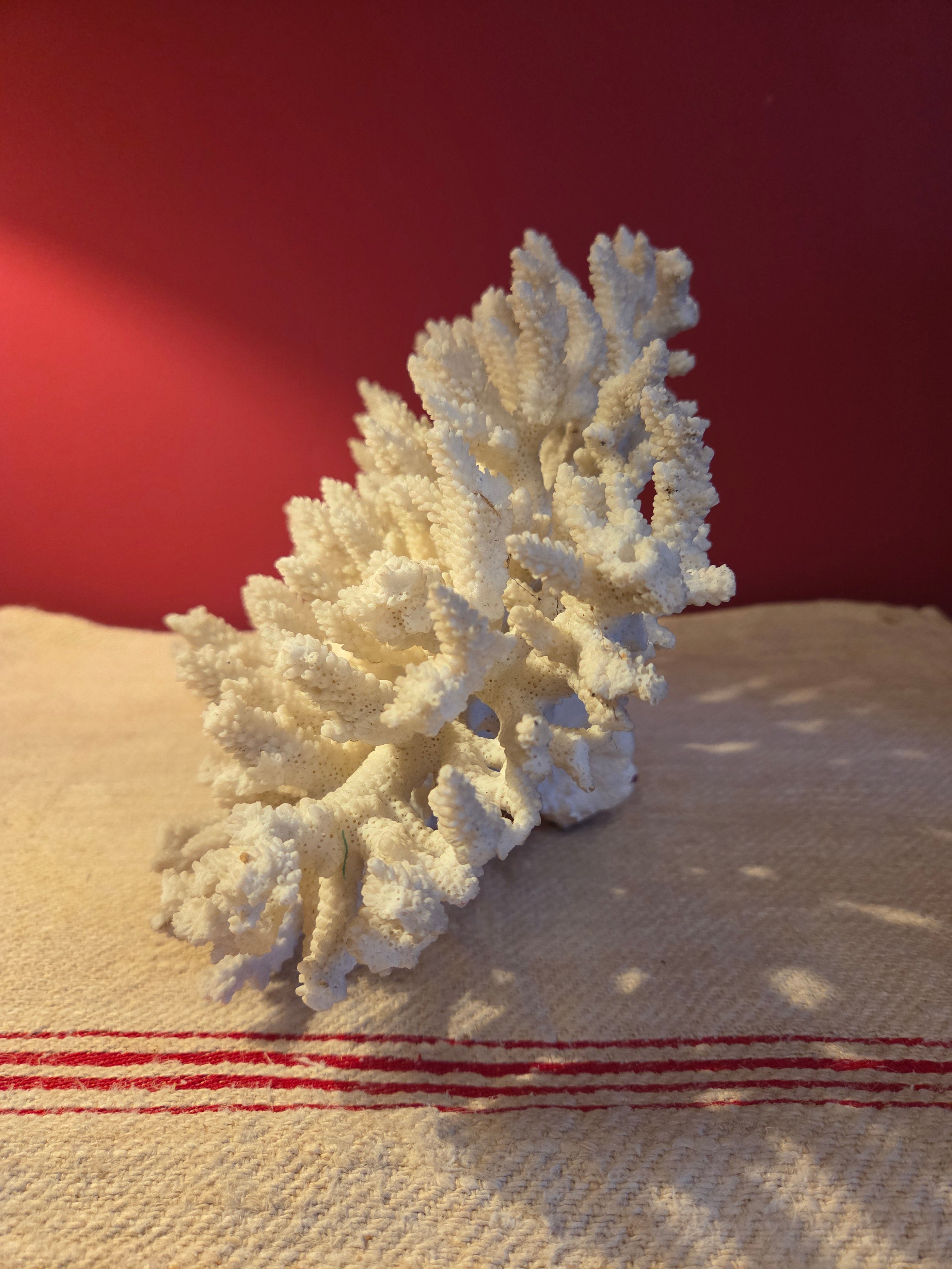 Large Vintage Coral