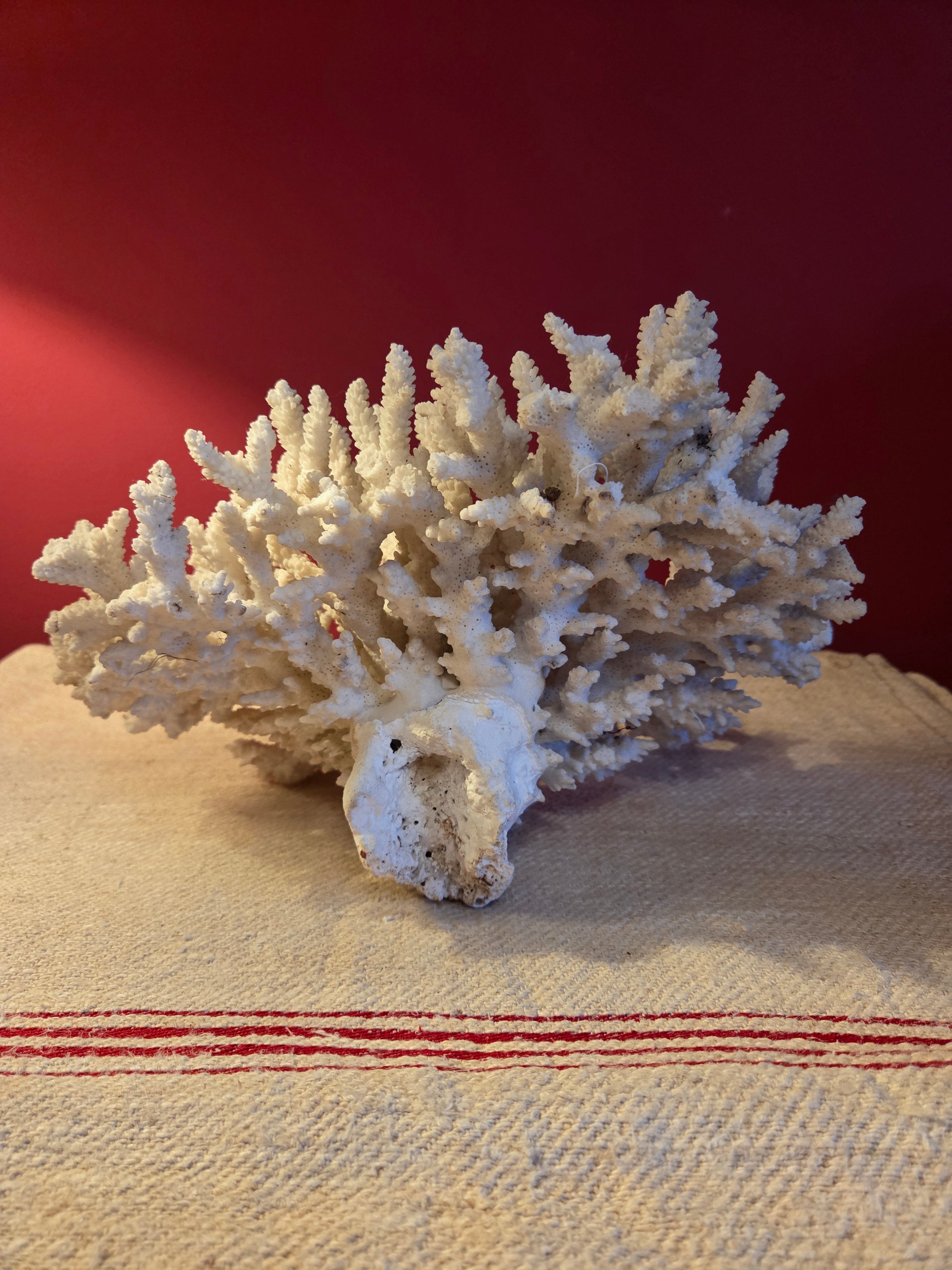 Large Vintage Coral