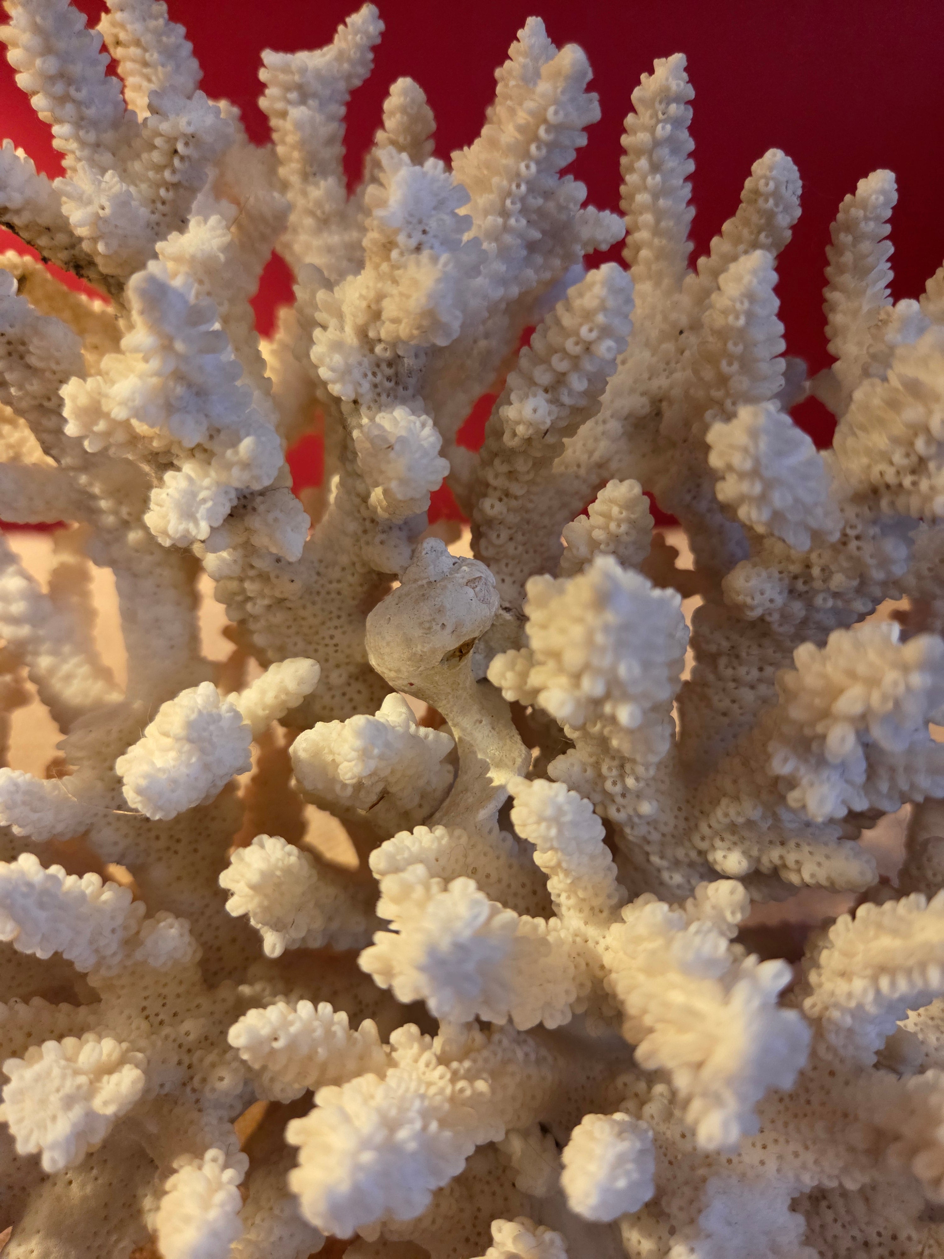 Large Vintage Coral