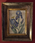 Original 17th Century Iris Engraving
