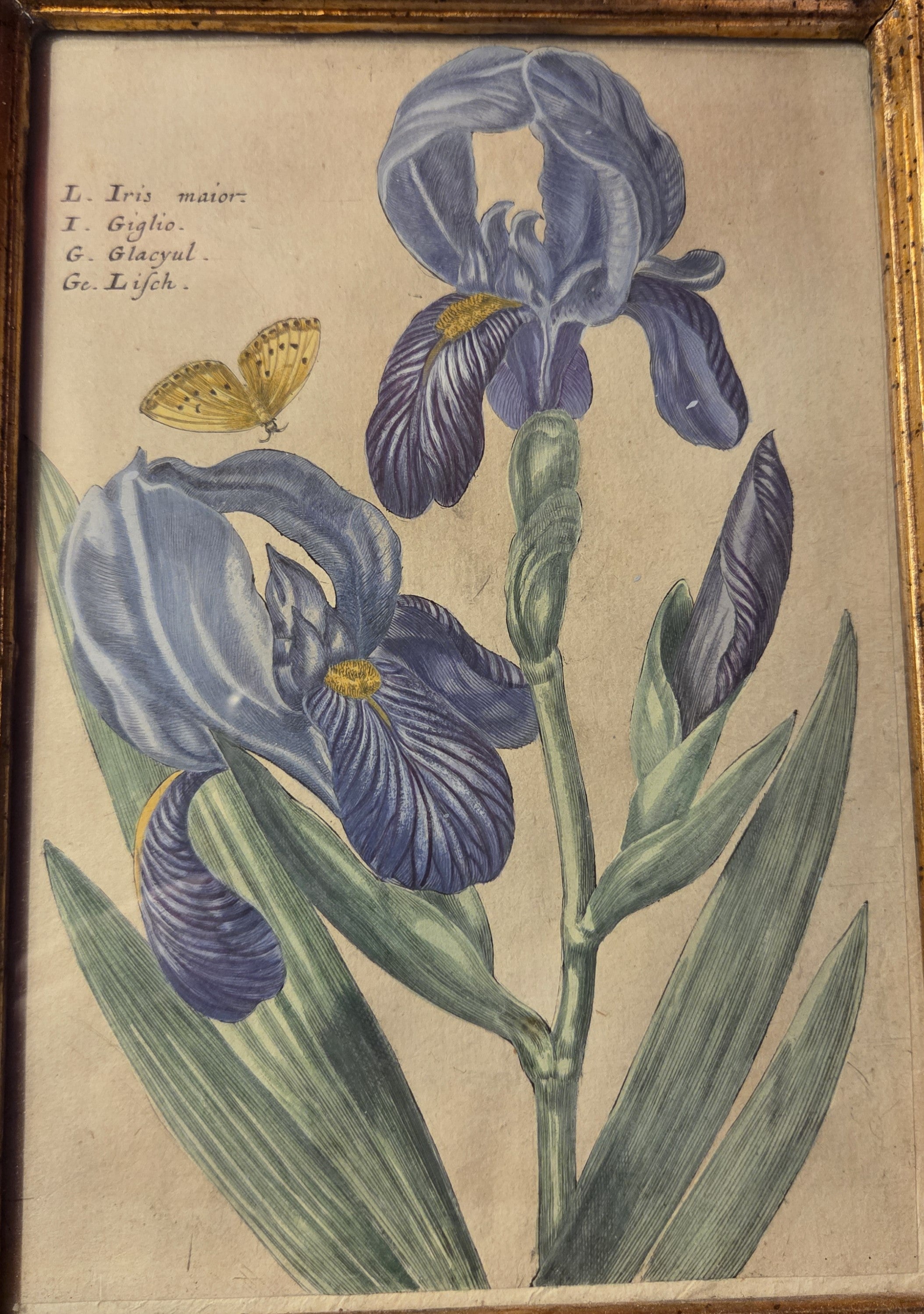 Original 17th Century Iris Engraving