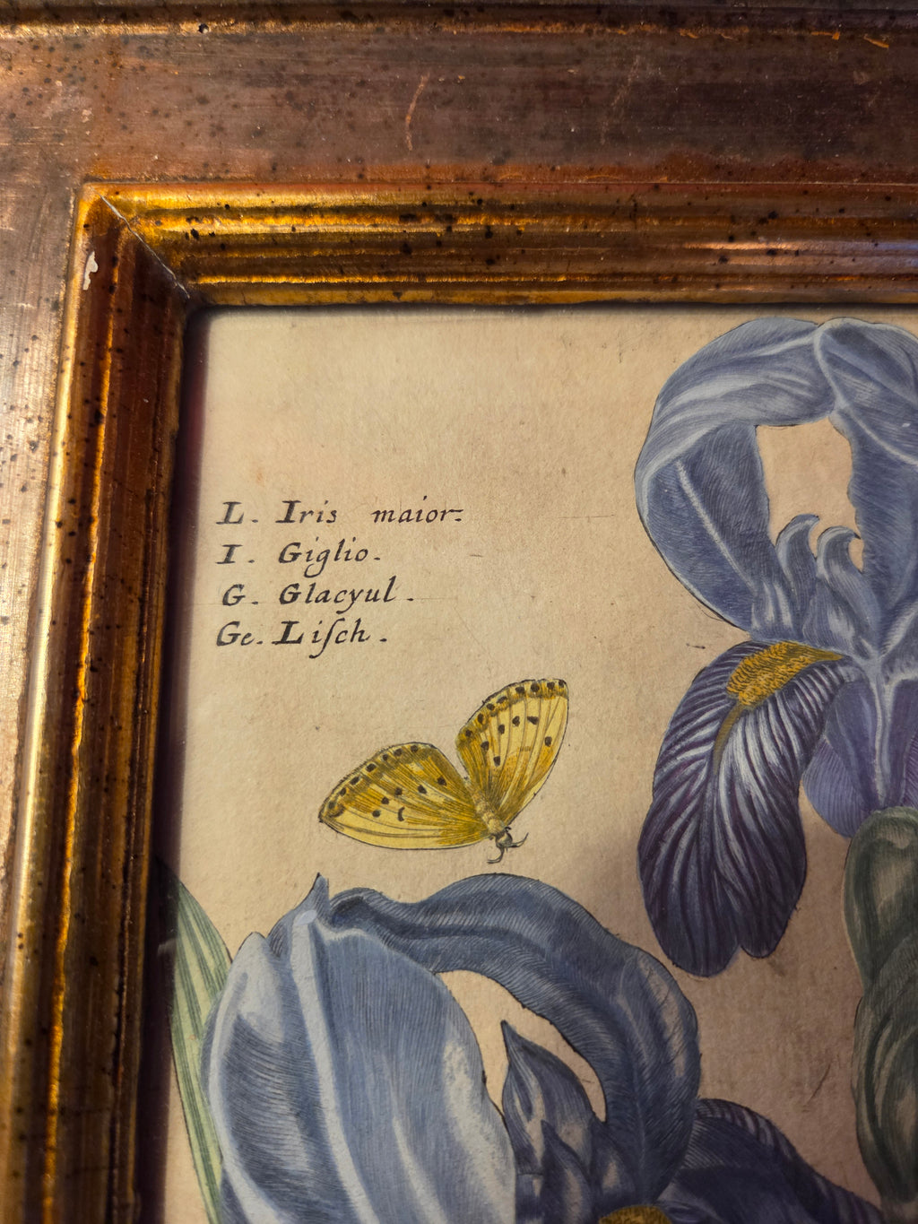 Original 17th Century Iris Engraving