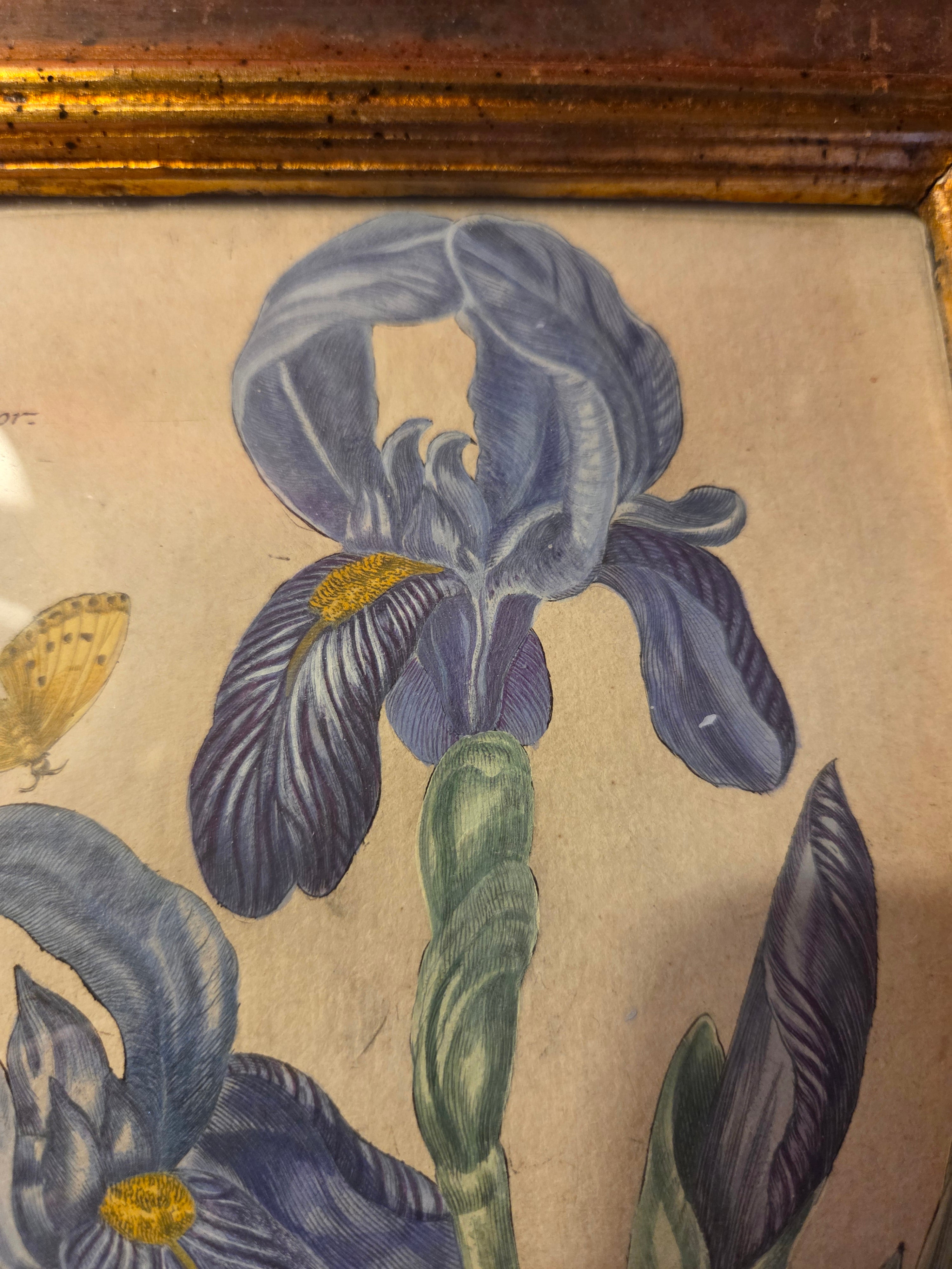 Original 17th Century Iris Engraving